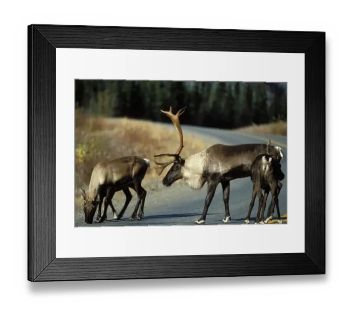 Framed Print : woodland caribou, Rangifer tarandus, bull and cows crossing a road, Alaska highway Framed Print : woodland caribou, Rangifer tarandus, bull and cows crossing a road, Alaska highway