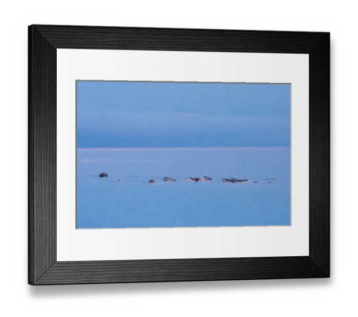 Framed Print : town on Herschel Island, off the Mackenzie River delta, Yukon Territory, Canada
