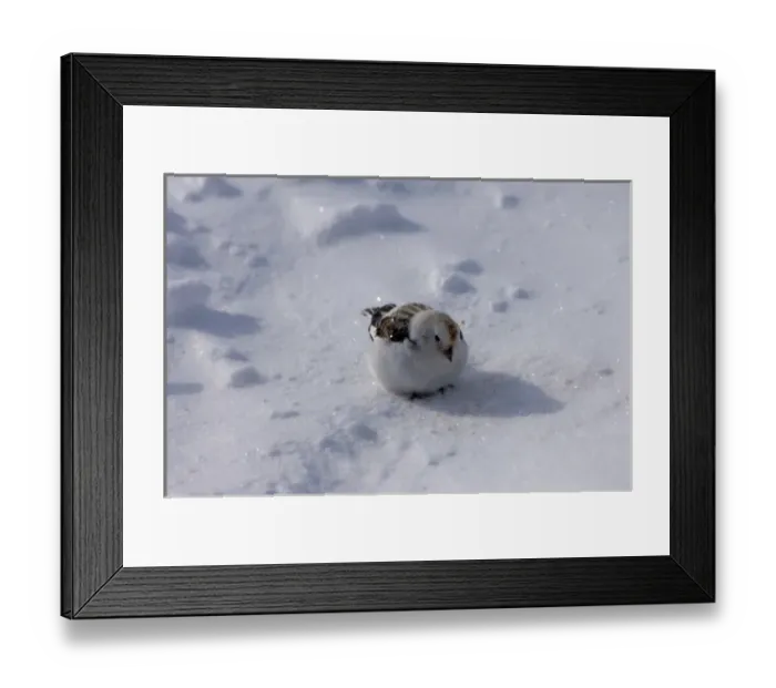 Framed Print : snow bunting, Plectrophenax nivalis, on the snow-covered tundra, National Petroleum Reserves Framed Print : snow bunting, Plectrophenax nivalis, on the snow-covered tundra, National Petroleum Reserves