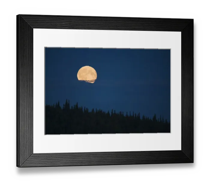 Framed Print : Full moon rising above spruce tree forest, northern Yukon Framed Print : Full moon rising above spruce tree forest, northern Yukon