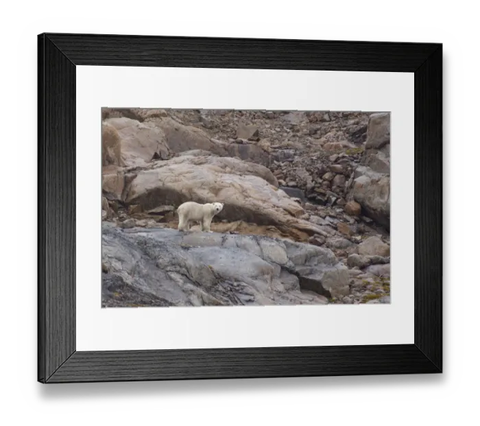 Framed Print : Canand, Nunavut, Lower Savage Islands. Lone polar bear stranded on island for