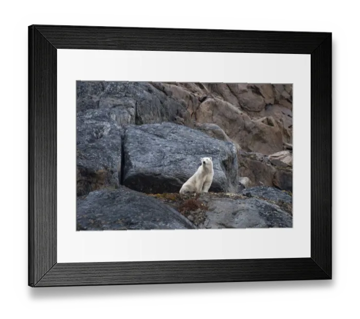 Framed Print : Canand, Nunavut, Lower Savage Islands. Lone polar bear stranded on island for Framed Print : Canand, Nunavut, Lower Savage Islands. Lone polar bear stranded on island for