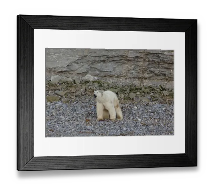 Framed Print : Canada, Nunavut, Akpatok Island. Uninhabited island, largest in Ungava Bay. Polar bear (Wild Framed Print : Canada, Nunavut, Akpatok Island. Uninhabited island, largest in Ungava Bay. Polar bear (Wild