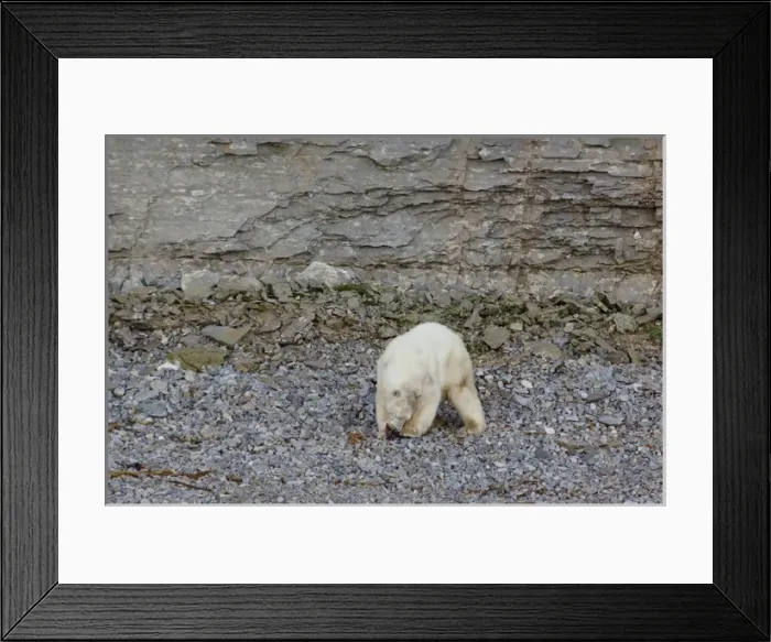 Framed Print : Canada, Nunavut, Akpatok Island. Uninhabited island, largest in Ungava Bay. Polar bear (Wild Framed Print : Canada, Nunavut, Akpatok Island. Uninhabited island, largest in Ungava Bay. Polar bear (Wild