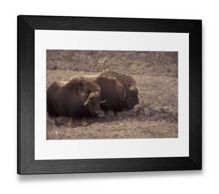 Framed Print : NA, Canada, Canadian Arctic, Baffin Island, near Fort Ross Muskox (Ouibos moschatus)