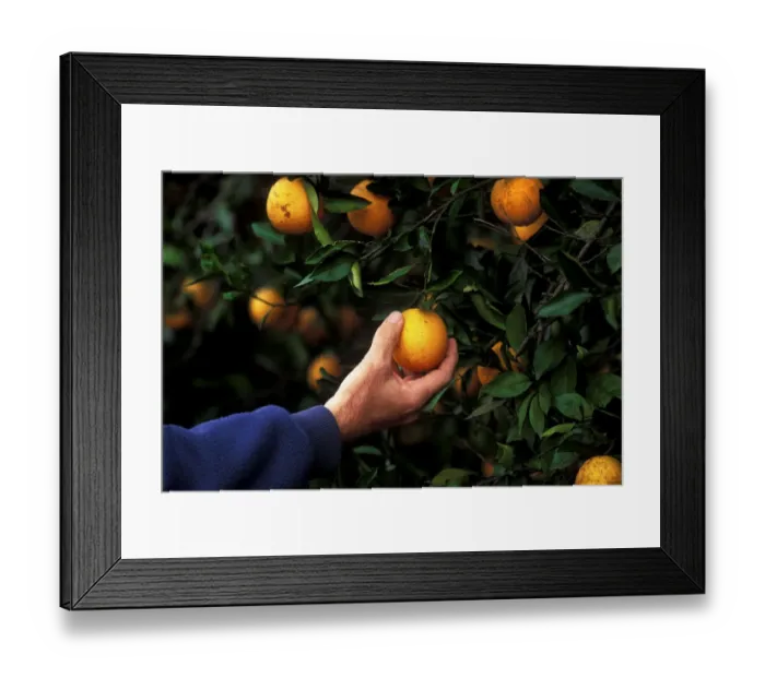 Framed Print : Farmer Showing Beautiful Orange Groves Framed Print : Farmer Showing Beautiful Orange Groves