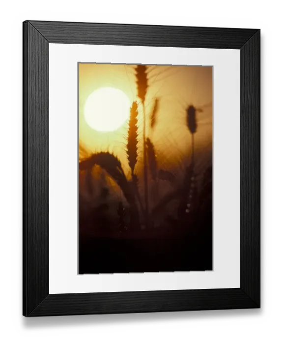 Framed Print : Sun creates silhouettes of wheat plants at sunset  /  sunrise