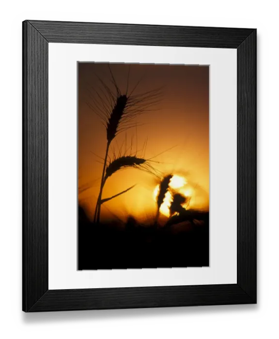 Framed Print : Sun creates silhouettes of wheat plants at sunset / sunrise Framed Print : Sun creates silhouettes of wheat plants at sunset / sunrise