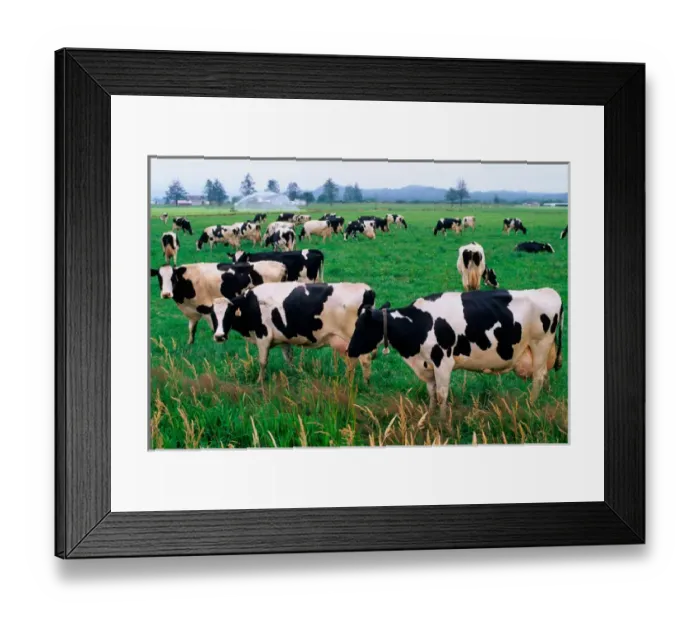 Framed Print : Holstein Dairy cows grazing in a field Framed Print : Holstein Dairy cows grazing in a field