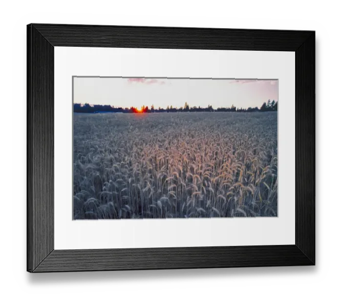 Framed Print : Sunset over a field of wheat with trees in the background, United States of America Framed Print : Sunset over a field of wheat with trees in the background, United States of America