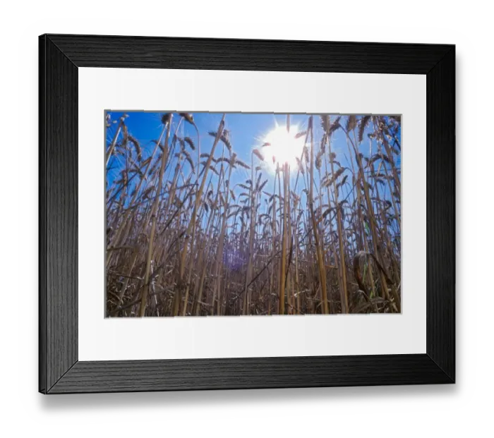 Framed Print : Low point view of wheat plants with direct sunshine Framed Print : Low point view of wheat plants with direct sunshine