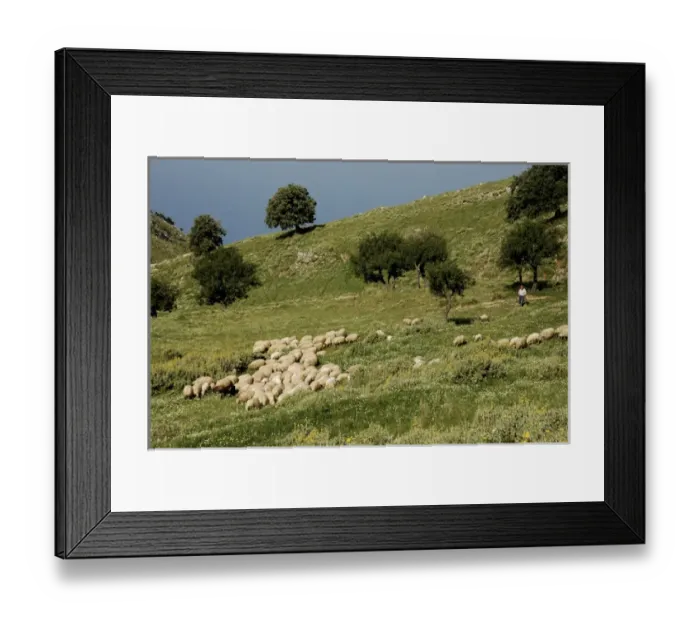 Framed Print : Albania, Himare, flock Framed Print : Albania, Himare, flock