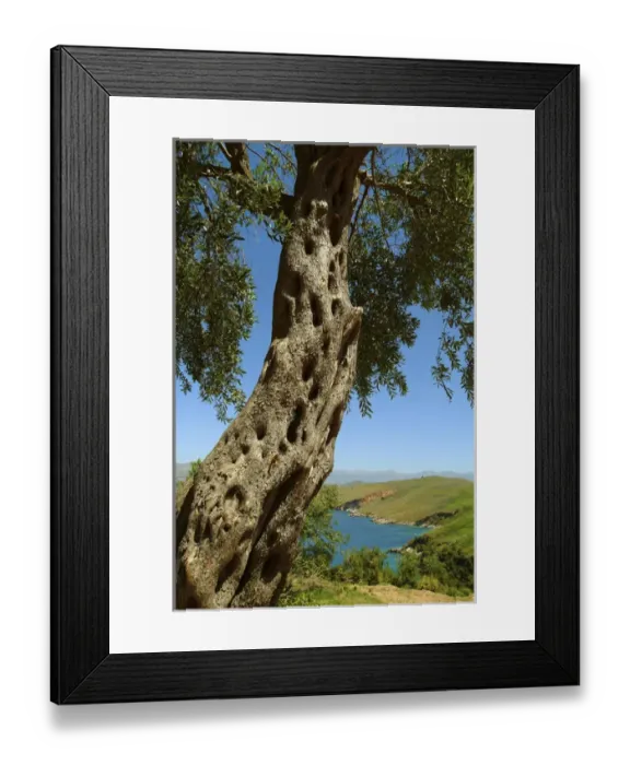 Framed Print : Albania, Butrint, olive tree at Ksamili bay