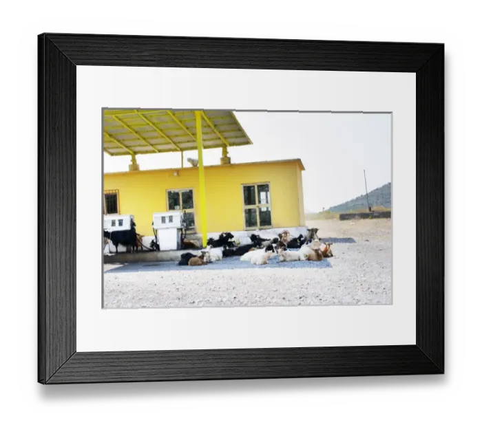 Framed Print : A gas station petrol station in the country side with free roaming goats are getting Framed Print : A gas station petrol station in the country side with free roaming goats are getting