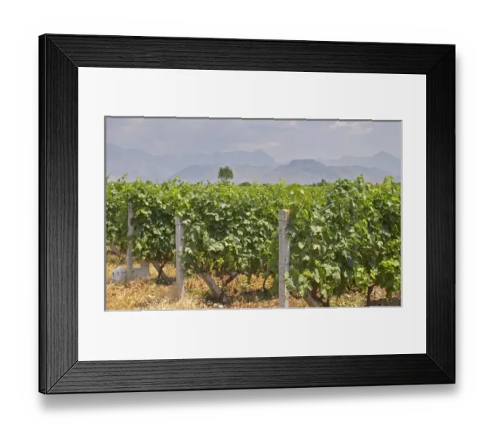 Framed Print : Vines trained high on wires. Ranxe mountains in the background. Tempranillo grape variety Framed Print : Vines trained high on wires. Ranxe mountains in the background. Tempranillo grape variety