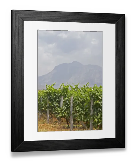 Framed Print : Rows of vines. Vines trained high on wires supported by concrete pillars poles, with grape bunches Framed Print : Rows of vines. Vines trained high on wires supported by concrete pillars poles, with grape bunches