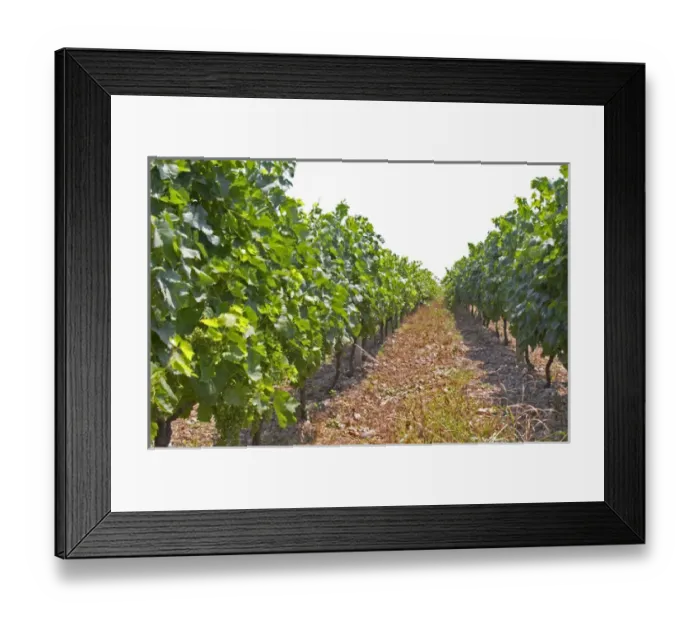 Framed Print : Vines trained high on wires supported by concrete pillars poles. Parellada grape variety Framed Print : Vines trained high on wires supported by concrete pillars poles. Parellada grape variety