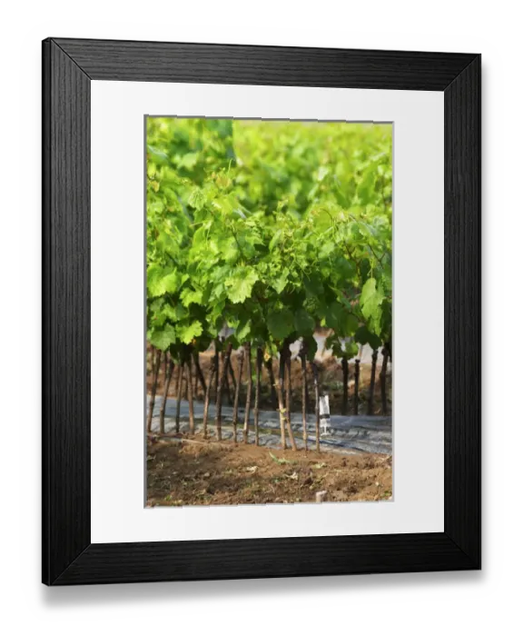 Framed Print : Young vines in a row closely planted. Fidal vine nursery and winery, Zejmen, Lezhe Framed Print : Young vines in a row closely planted. Fidal vine nursery and winery, Zejmen, Lezhe