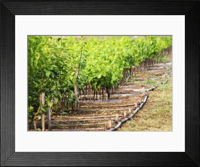 Framed Print : Rows of young vines. Fidal vine nursery and winery, Zejmen, Lezhe. Albania, Balkan Framed Print : Rows of young vines. Fidal vine nursery and winery, Zejmen, Lezhe. Albania, Balkan