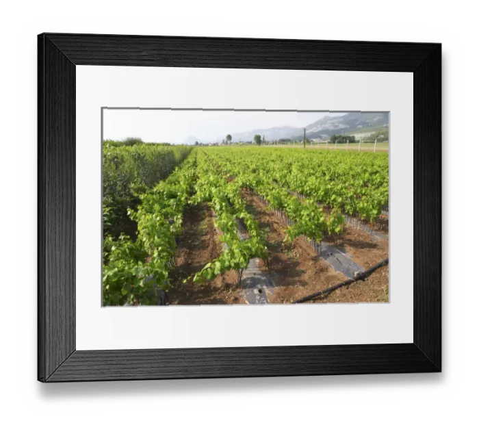 Framed Print : Perspective view over the plantation along the rows of young vines. Fidal vine nursery and winery Framed Print : Perspective view over the plantation along the rows of young vines. Fidal vine nursery and winery