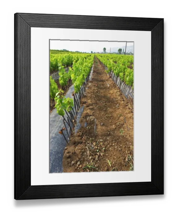 Framed Print : Perspective view over the plantation along the rows of young vines. Fidal vine nursery and winery Framed Print : Perspective view over the plantation along the rows of young vines. Fidal vine nursery and winery