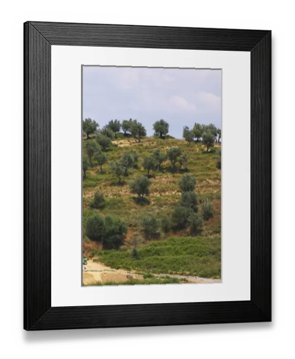 Framed Print : Hillside with olive trees. Berat lower town. Albania, Balkan, Europe Framed Print : Hillside with olive trees. Berat lower town. Albania, Balkan, Europe