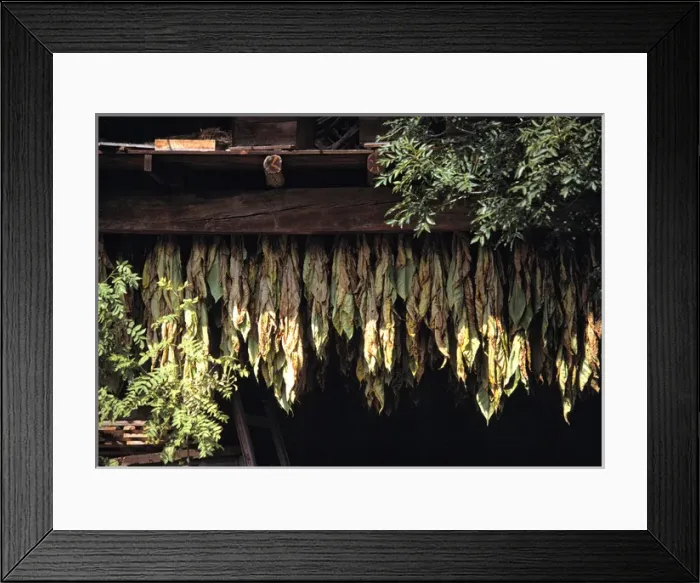 Framed Print : Europe, Andorra. Tobacco leaves dry in an old shed in Andorra