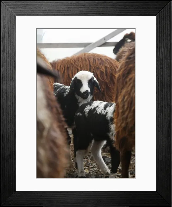 Framed Print : Lower Austria, Austria - A herd of goats with the focus on two young goats in Framed Print : Lower Austria, Austria - A herd of goats with the focus on two young goats in