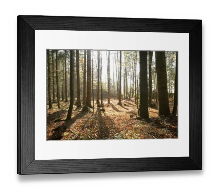 Framed Print : Upper Austria, Austria - View of a forest with sunlight shining through the trees