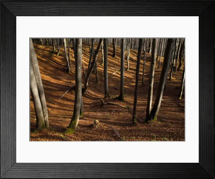 Framed Print : Upper Austria, Austria - High angle view of trees on a hillside. Horizontal shot