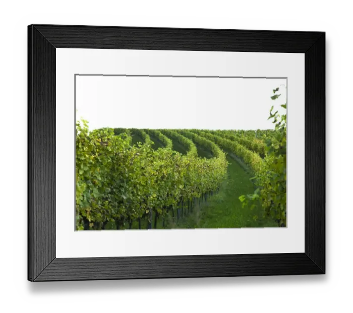 Framed Print : Gsing am Wagram, Lower Austria, Austria - Vineyard with trees and grapes. Horizontal shot Framed Print : Gsing am Wagram, Lower Austria, Austria - Vineyard with trees and grapes. Horizontal shot