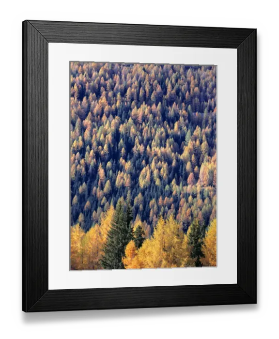 Framed Print : Europe, Austria, Grossglockner Pass. Larch, or tamarack, seen here on the Grossglockner