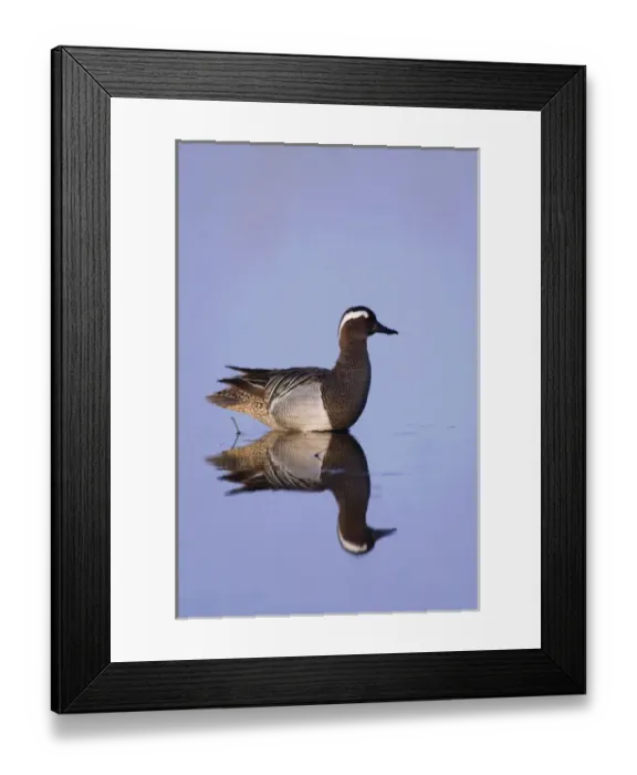 Framed Print : Garganey, Anas querquedula, male, National Park Lake Neusiedl, Burgenland, Austria Framed Print : Garganey, Anas querquedula, male, National Park Lake Neusiedl, Burgenland, Austria