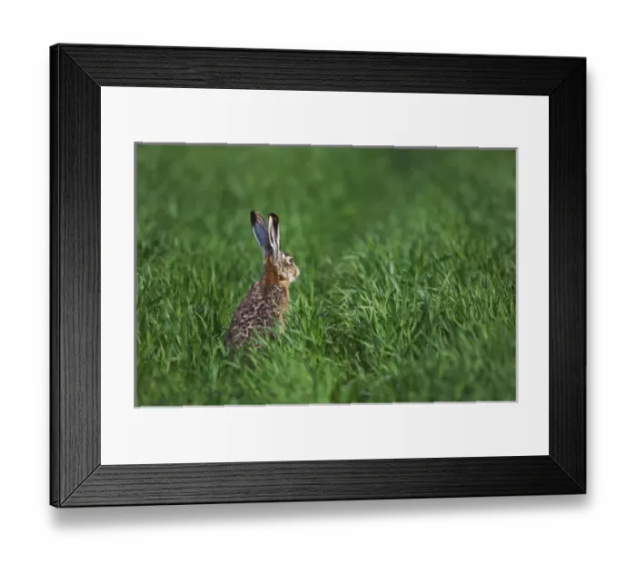 Framed Print : Brown Hare, Lepus europaeus, adult in meadow, National Park Lake Neusiedl, Burgenland Framed Print : Brown Hare, Lepus europaeus, adult in meadow, National Park Lake Neusiedl, Burgenland