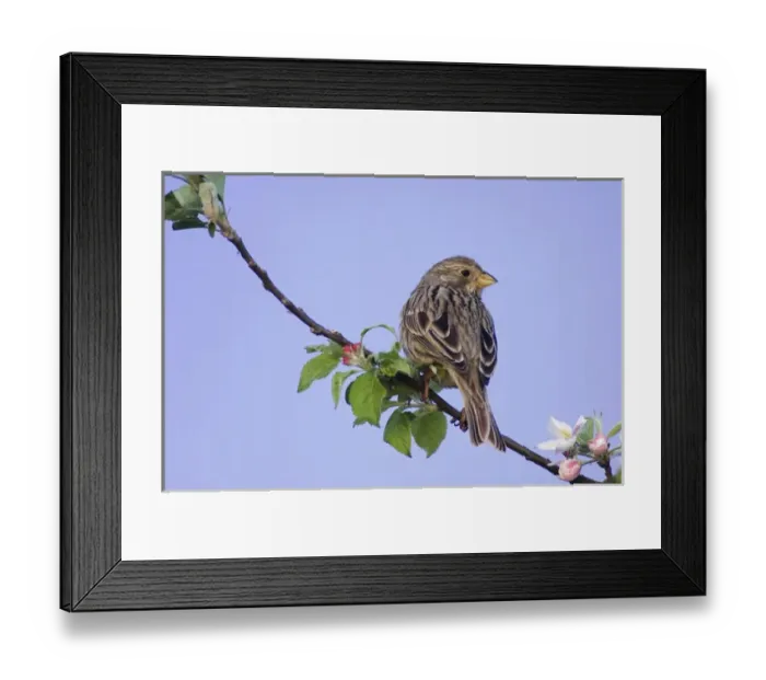Framed Print : Corn Bunting, Miliaria calandra, adult perched on apple tree, National Park Lake Neusiedl Framed Print : Corn Bunting, Miliaria calandra, adult perched on apple tree, National Park Lake Neusiedl
