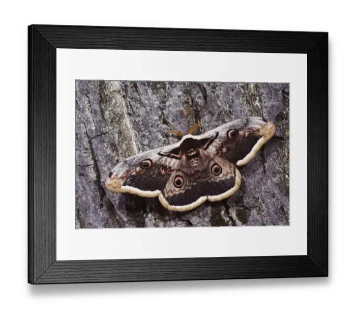 Framed Print : Giant Peacock Moth, Saturnia pyri, adult on bark, Europes largest moth, National
