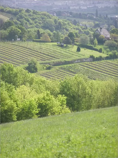 AUSTRIA-Vienna (Grinzing): View of Grinzing Vineyards