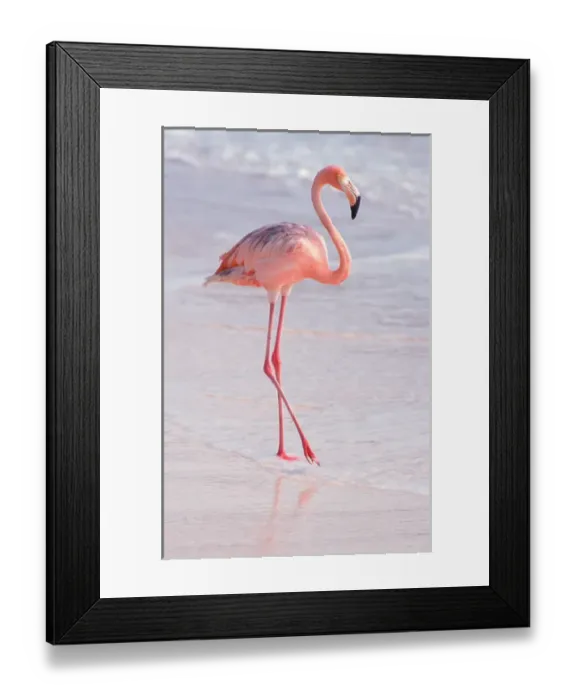 Framed Print : Caribbean, Aruba, Sonesta Island, Flamingo Framed Print : Caribbean, Aruba, Sonesta Island, Flamingo