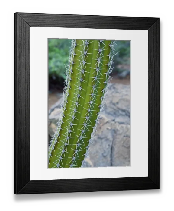Framed Print : ABC Islands - ARUBA - Noord: Cactus along Northeast Aruba Coast Framed Print : ABC Islands - ARUBA - Noord: Cactus along Northeast Aruba Coast