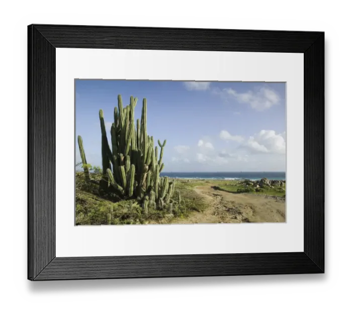 Framed Print : ABC Islands - ARUBA - Noord: Cactus along Northeast Aruba Coast Framed Print : ABC Islands - ARUBA - Noord: Cactus along Northeast Aruba Coast