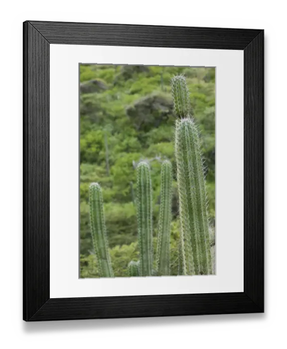 Framed Print : ABC Islands - ARUBA - Arikok National Wildlife Park: Cactus Framed Print : ABC Islands - ARUBA - Arikok National Wildlife Park: Cactus