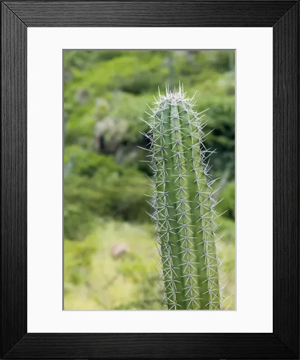 Framed Print : ABC Islands - ARUBA - Arikok National Wildlife Park: Cactus Framed Print : ABC Islands - ARUBA - Arikok National Wildlife Park: Cactus