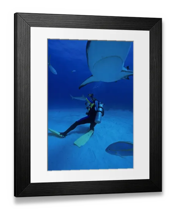 Framed Print : 01. Caribbean, Bahamas, Diver Photographs Gray Reef Sharks Framed Print : 01. Caribbean, Bahamas, Diver Photographs Gray Reef Sharks