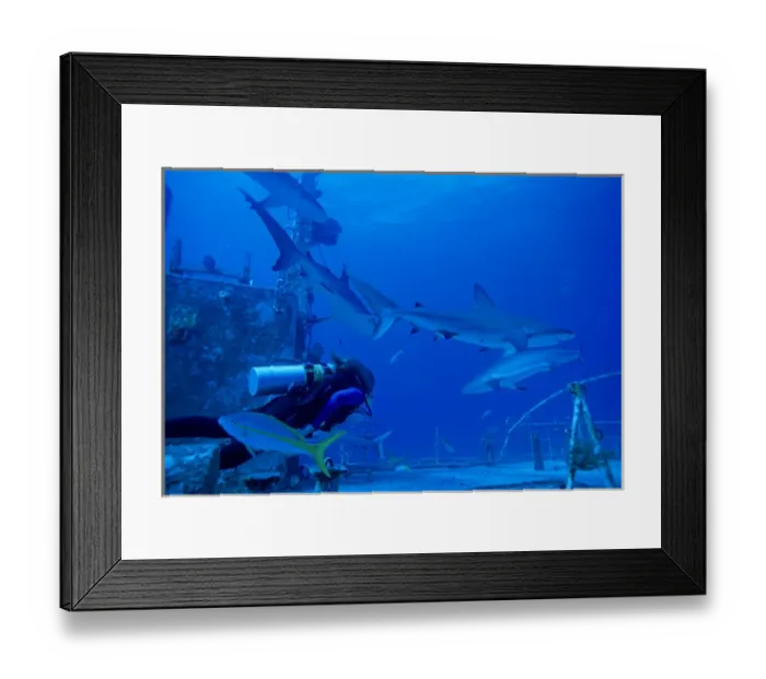 Framed Print : 01. Caribbean, Bahamas, Diver Photographs Gray Reef Sharks Framed Print : 01. Caribbean, Bahamas, Diver Photographs Gray Reef Sharks