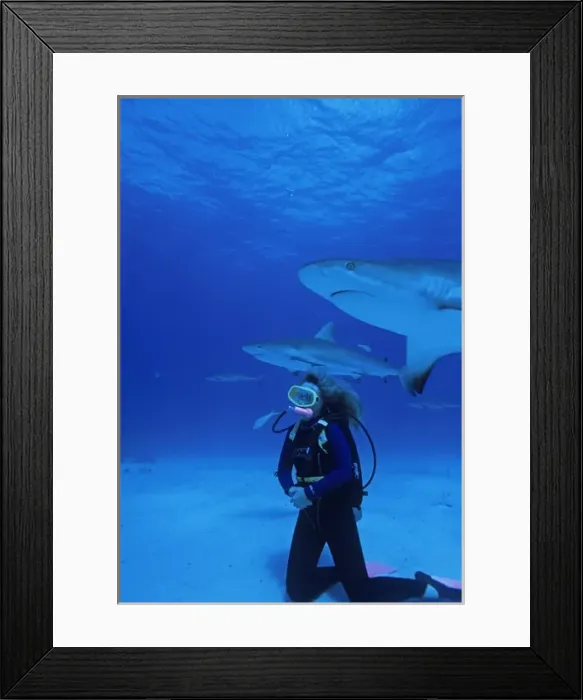 Framed Print : 01. Caribbean, Bahamas, Diver explore shipwreck and Gray Reef Shark
