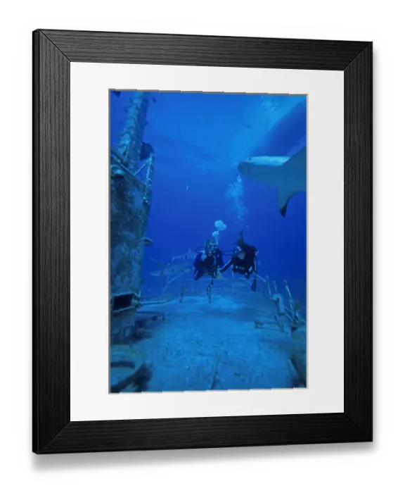 Framed Print : 01. Caribbean, Bahamas, Divers explore shipwreck and Gray Reef Sharks Framed Print : 01. Caribbean, Bahamas, Divers explore shipwreck and Gray Reef Sharks