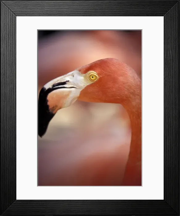 Framed Print : Caribbean, Bahamas, Nassau Pink Flamingo, Adastra Gardens