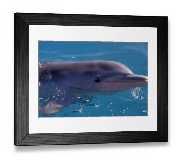 Framed Print : Caribbean, Bahamas, Nassau Dolphin at Dolphin Encounters, Blue Lagoon