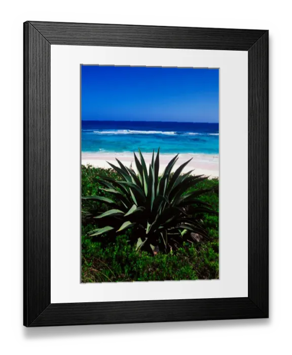 Framed Print : Century plants lining up the beaches of Cat Island, Bahamas Framed Print : Century plants lining up the beaches of Cat Island, Bahamas