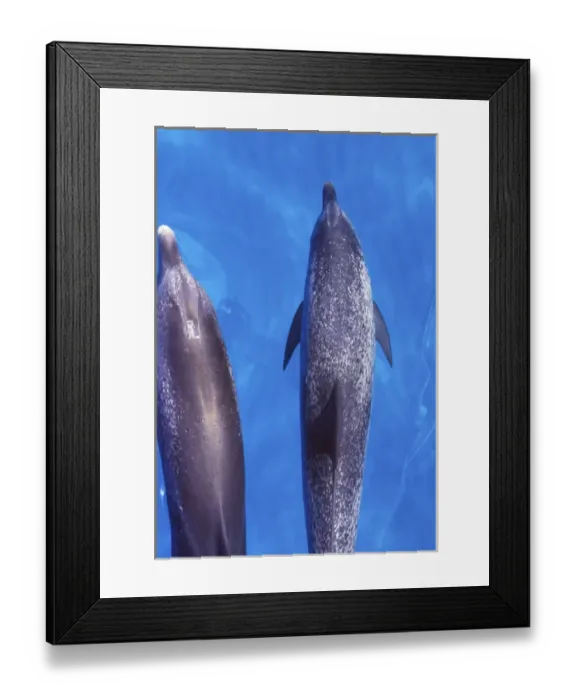 Framed Print : Atlantic spotted dolphins. Bimini, Bahamas Framed Print : Atlantic spotted dolphins. Bimini, Bahamas